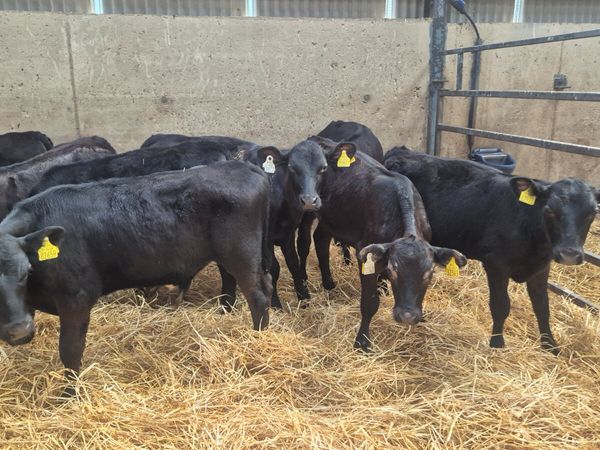 15 Aberdeen Angus starter calves - Main image