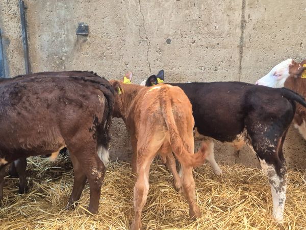 6 Colour starter bulls for sale - Main image