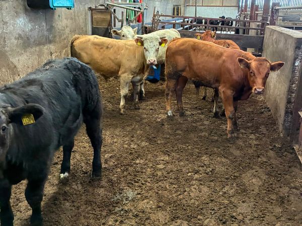 Charolais and lim bullocks - Main image