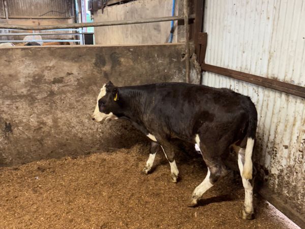 Lim and Simmental heifers - Main image