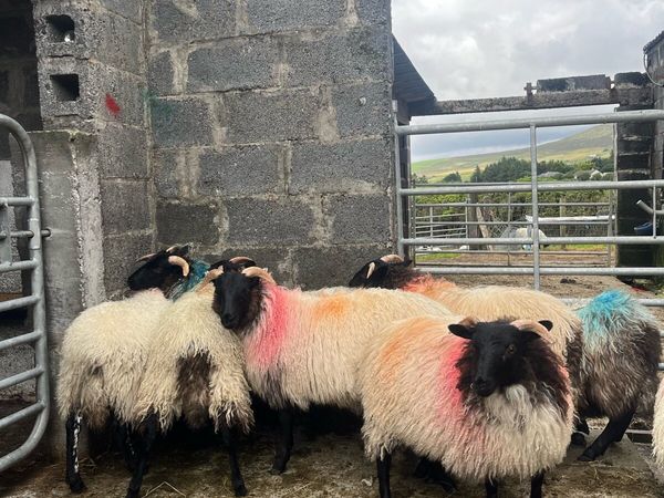 no-image