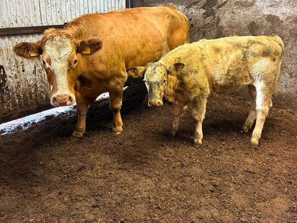 Lim cow and sim heifer - Main image