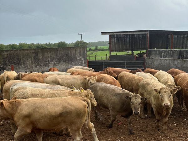 Forward Charolais and lim heifers - Main image