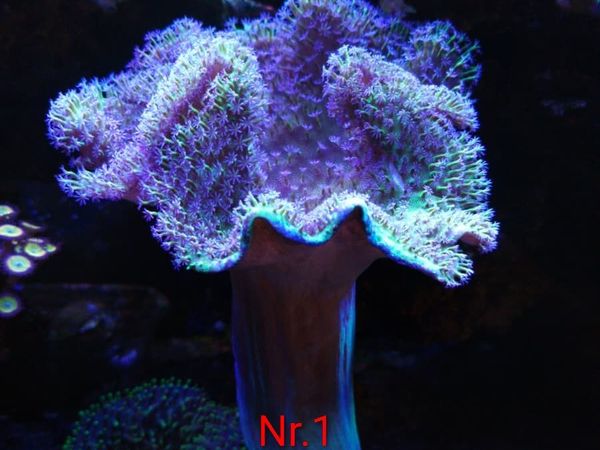 no-image