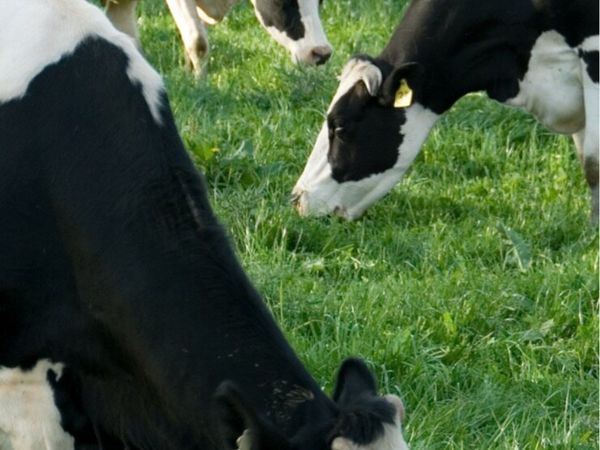 Weekend milking available /  farm work - Main image