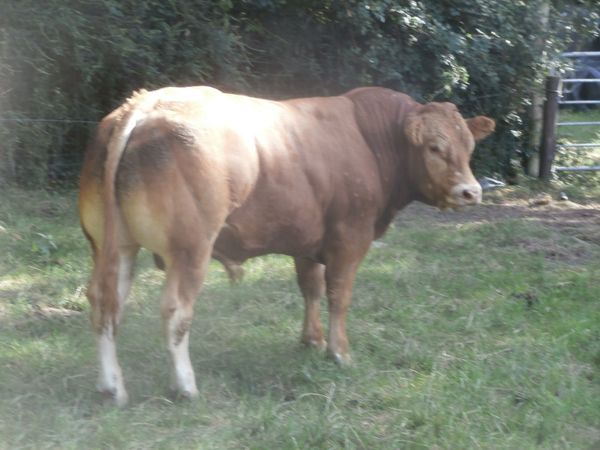 limousin  bulls - Main image