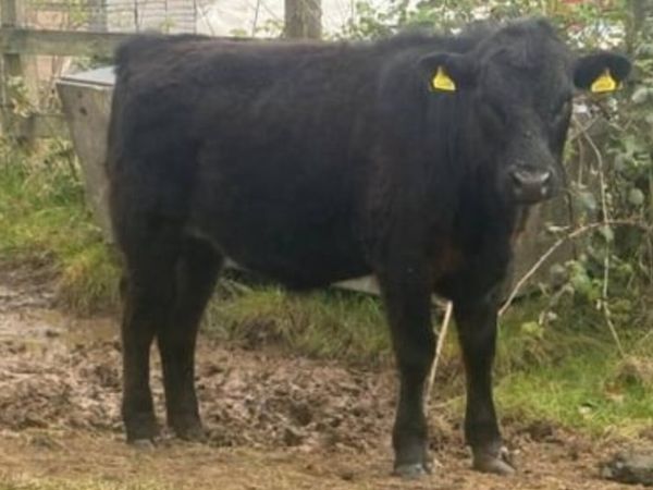 Dexter Bullocks - Main image