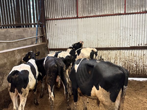 Friesian bulls - Main image