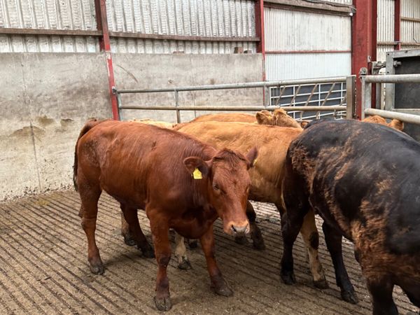 Store heifers - Main image