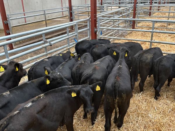 Angus heifers - Main image