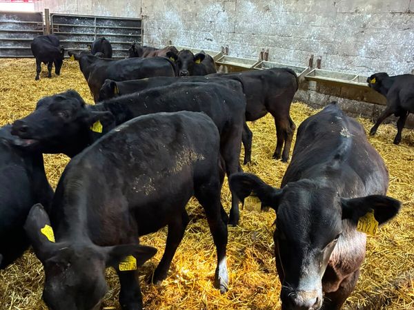 Angus and lim bulls - Main image