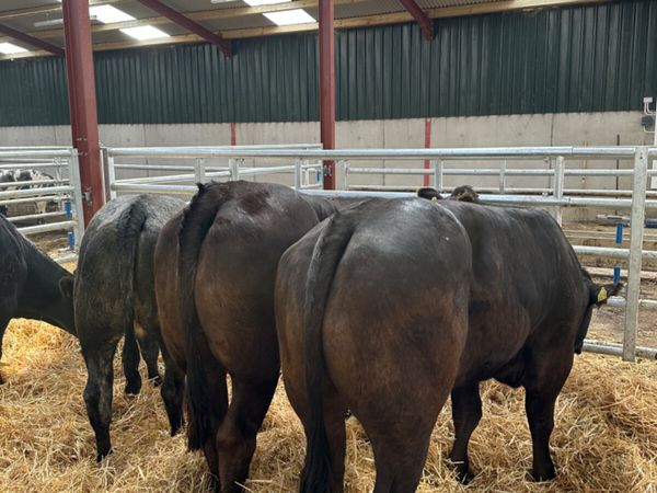 Bulling heifers - Main image