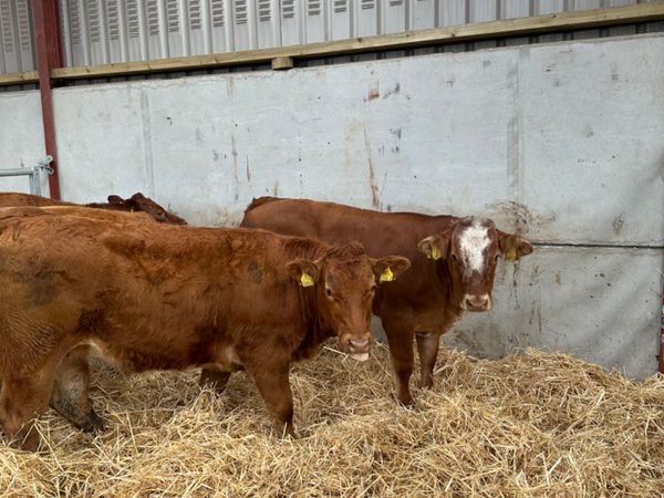 Roaned heifers - Main image