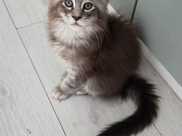 no-image