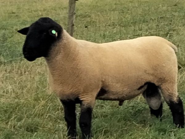 Macroom Multibreed Ram Sale - Main image