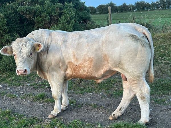Charolais bulls - Main image