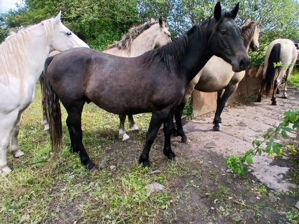 Commemara ponies - Main image