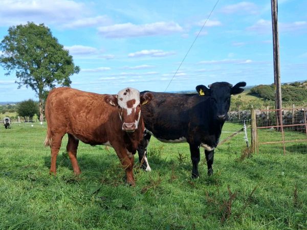 no-image