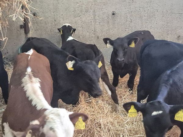8 Super starter bulls - Main image