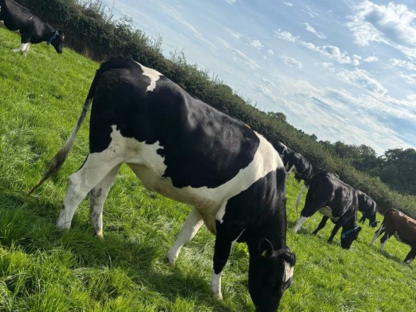 no-image