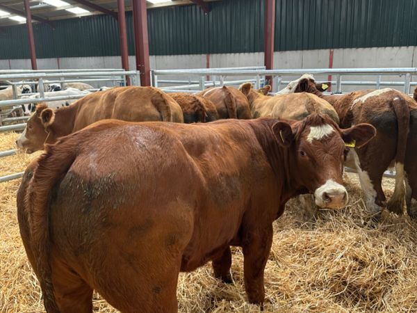 Sim and lim heifers - Main image