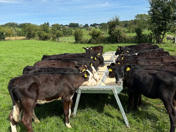 Angus Hereford and lim heifers - Main image