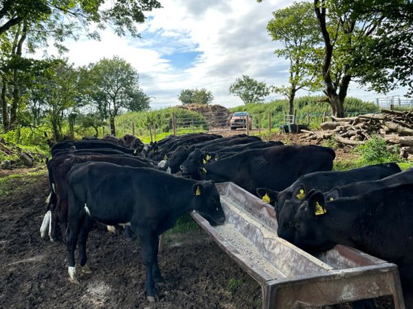 Angus bulls - Main image