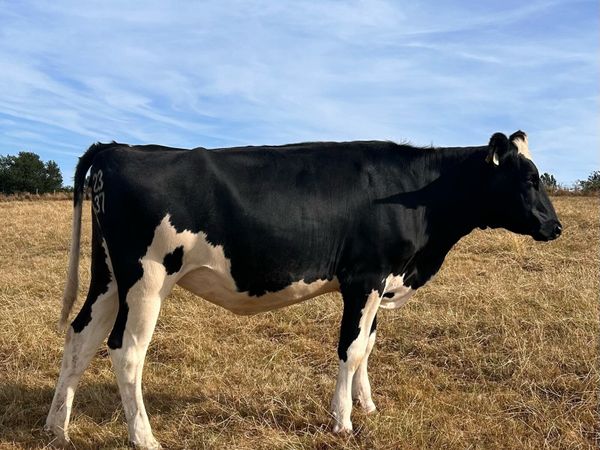 no-image