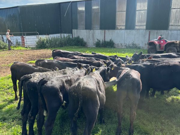 Angus bulls - Main image