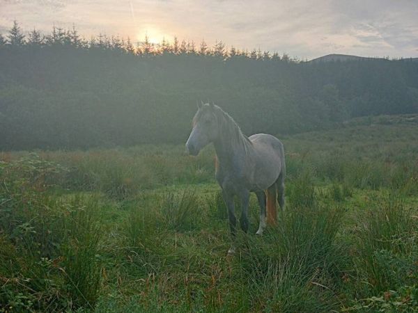 no-image