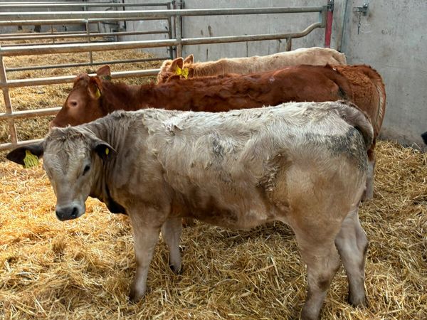 Lim and Charolais heifers - Main image
