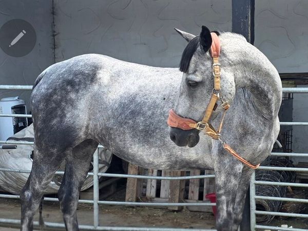 Connemara Mare 14.2 (Poll An Mhinagh Saoirse) - Main image