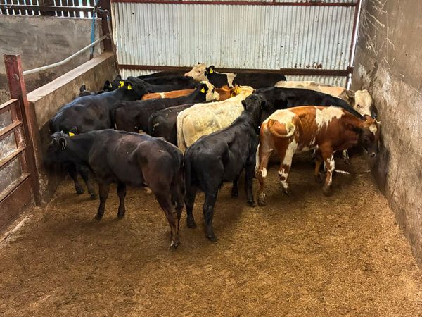Bulls - Main image