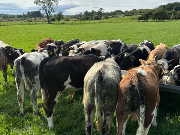 Bulls - Main image