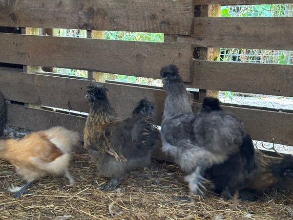 Silkie Bantams - Main image