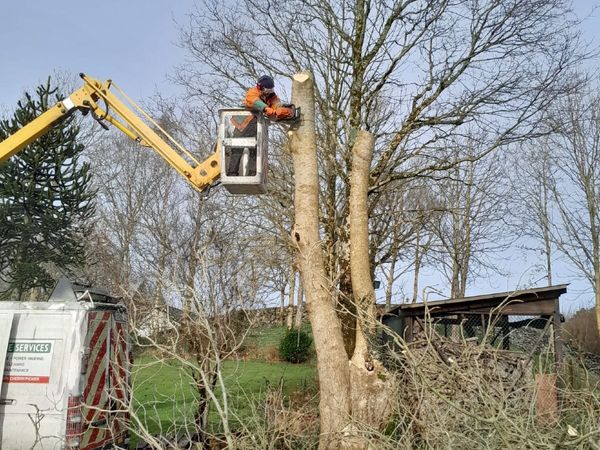 chainsaw operator with garden experience wanted - Main image
