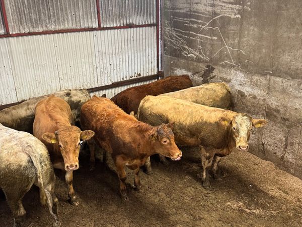 Lim and Charolais bullocks - Main image