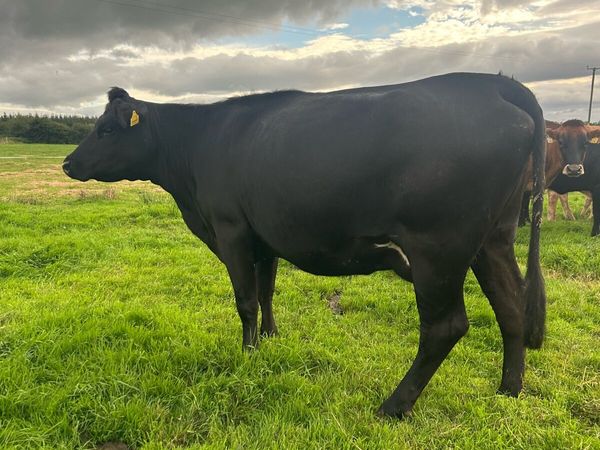 2nd calf AAX cow - Main image