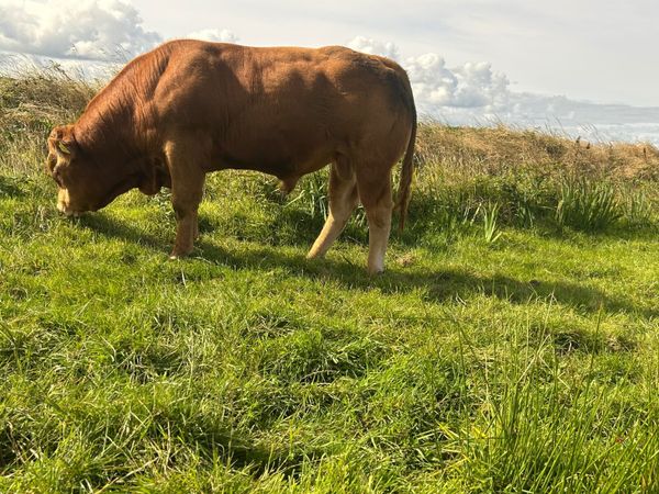 Limousin - Main image