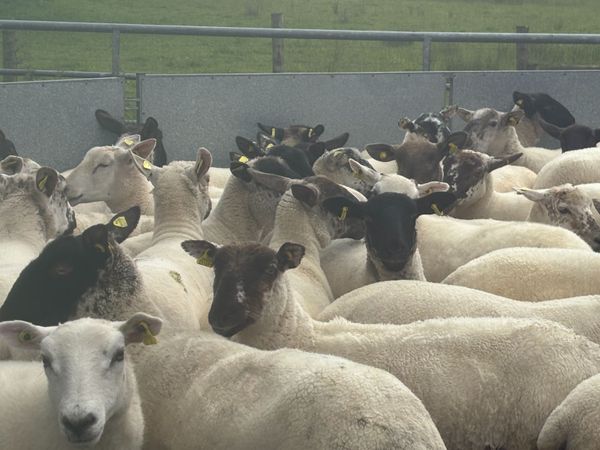 Good Quality Organic Hogget Sheep - Main image