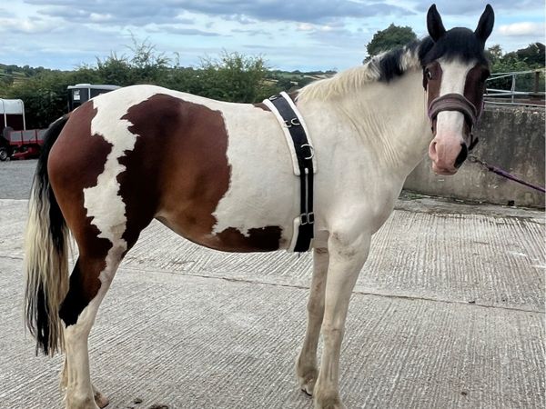 Irish sport horse / all rounder - Main image
