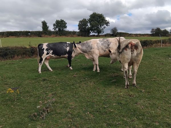 Livestock-continental in calf heifers - Main image