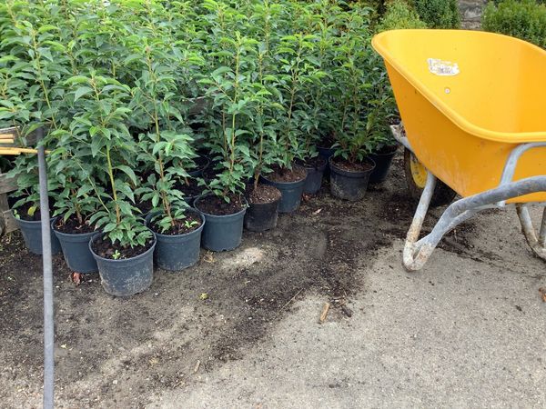 no-image