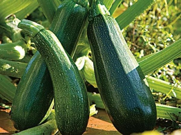 no-image