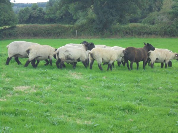 Breeding Hoggets and Sheep - Main image