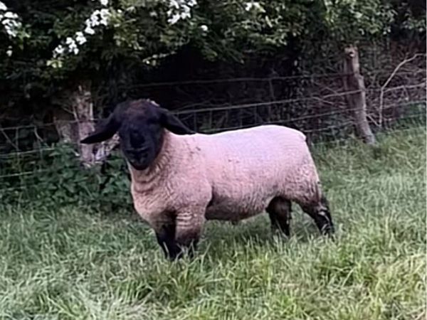 Pb Suffolk rams - Main image