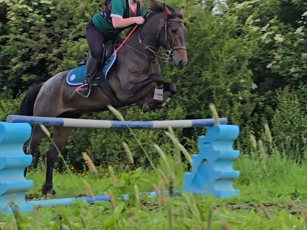 4yr Connemara Mare - Main image