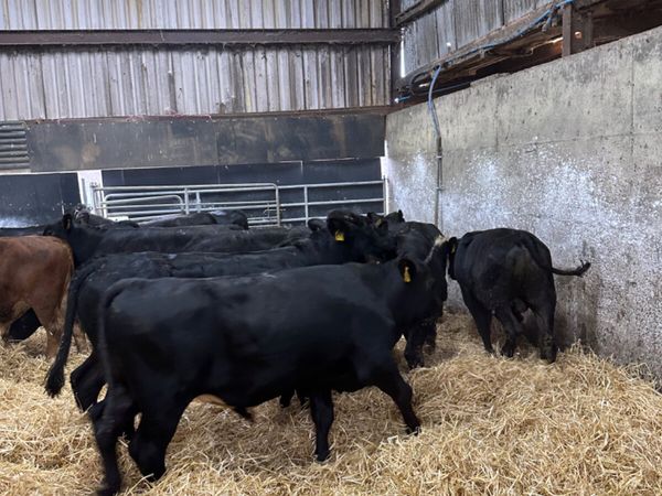 Angus and lim bulls - Main image