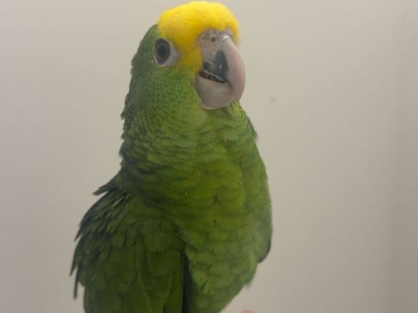 no-image