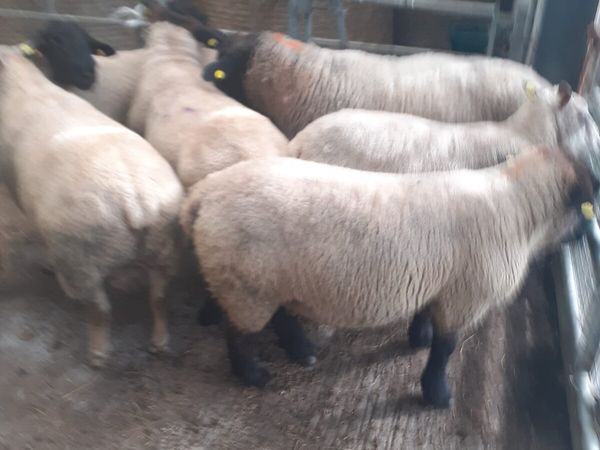 PBR Charollais Texel and Suffolk Rams - Main image
